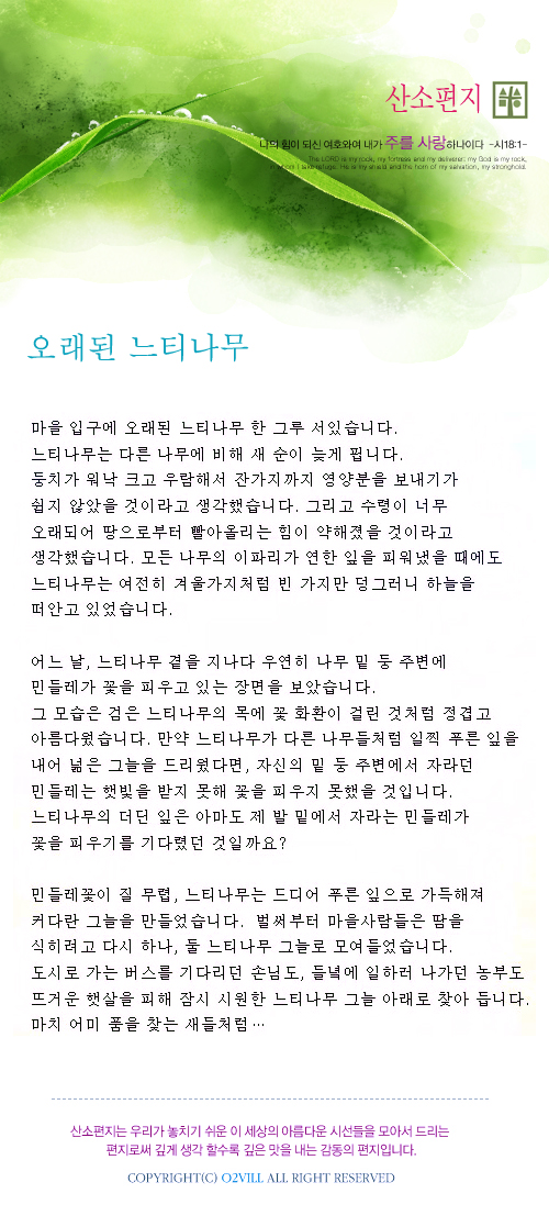 오래된 느티나무